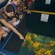 Passengers in a glass bottom boat admiring a school of fish through a window